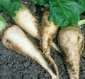 Sugar Beet Seeds - 100+ Pack for Survival Garden, Edible Roots, Beta vulgaris, Healthy Vegetables, Full Sun