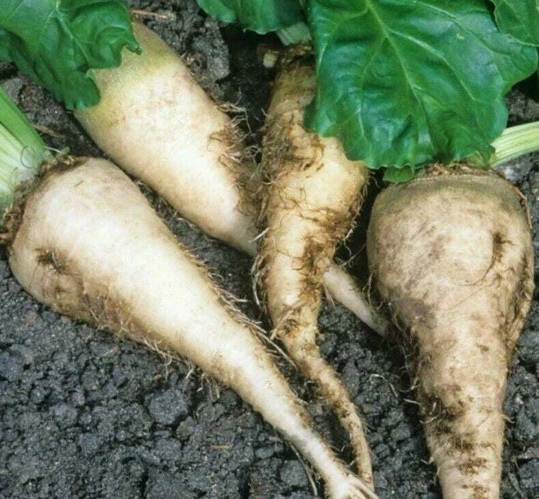 Sugar Beet Seeds - 100+ Pack for Survival Garden, Edible Roots, Beta vulgaris, Healthy Vegetables, Full Sun
