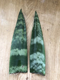 Snake Plant Cuttings with Roots – Sansevieria trifasciata, Mother-In-Law's Tongue, Live Houseplant, 6-inch Propagation Set