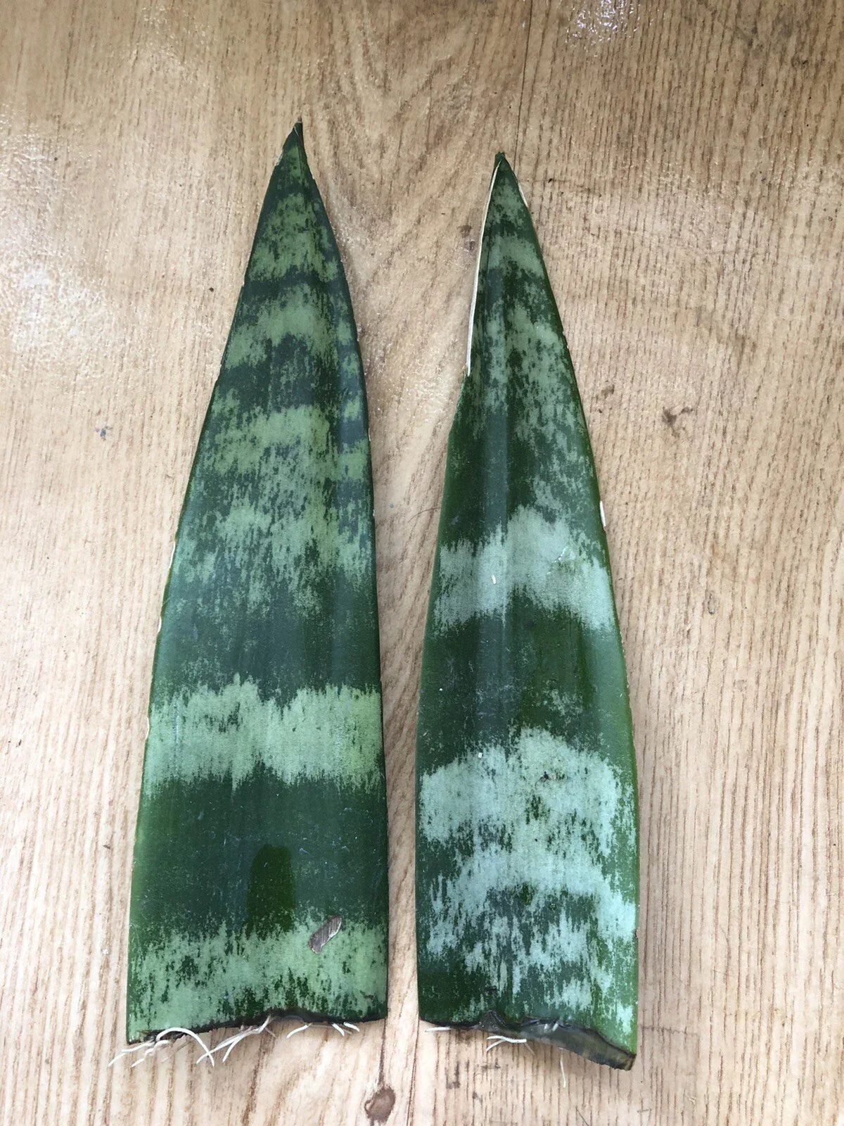 Snake Plant Cuttings with Roots – Sansevieria trifasciata, Mother-In-Law's Tongue, Live Houseplant, 6-inch Propagation Set