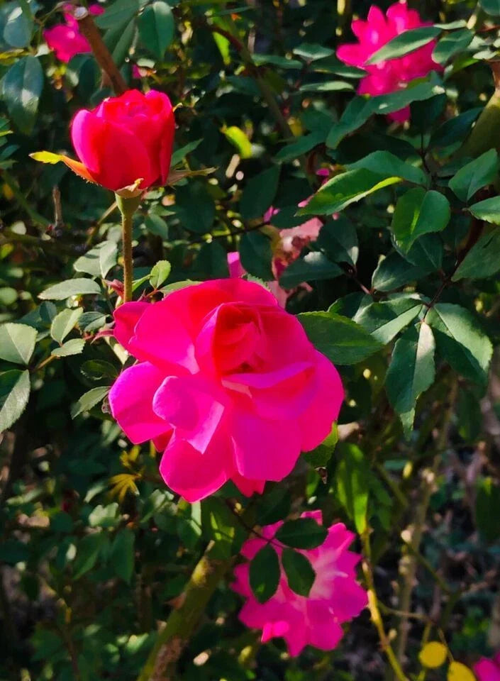 Organic Climbing Rose Bush Plant - Don Juan Pink, Well-Rooted Live Rosa 'Don Juan' for Garden, Fence, Trellis