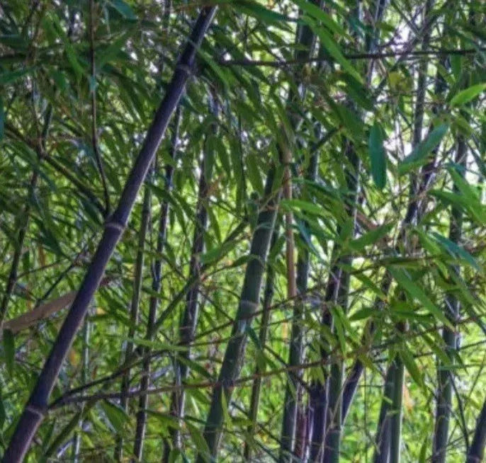 Black Bamboo Live Rhizome Starter Plant - Phyllostachys Nigra, Bare Root, Hardy Perennial, Ornamental Grass