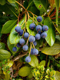 Blueberry Hawthorn Seeds - 10+ Crataegus brachyacantha Edible Fruit Shrub for Garden, Landscape, Wildlife Attraction