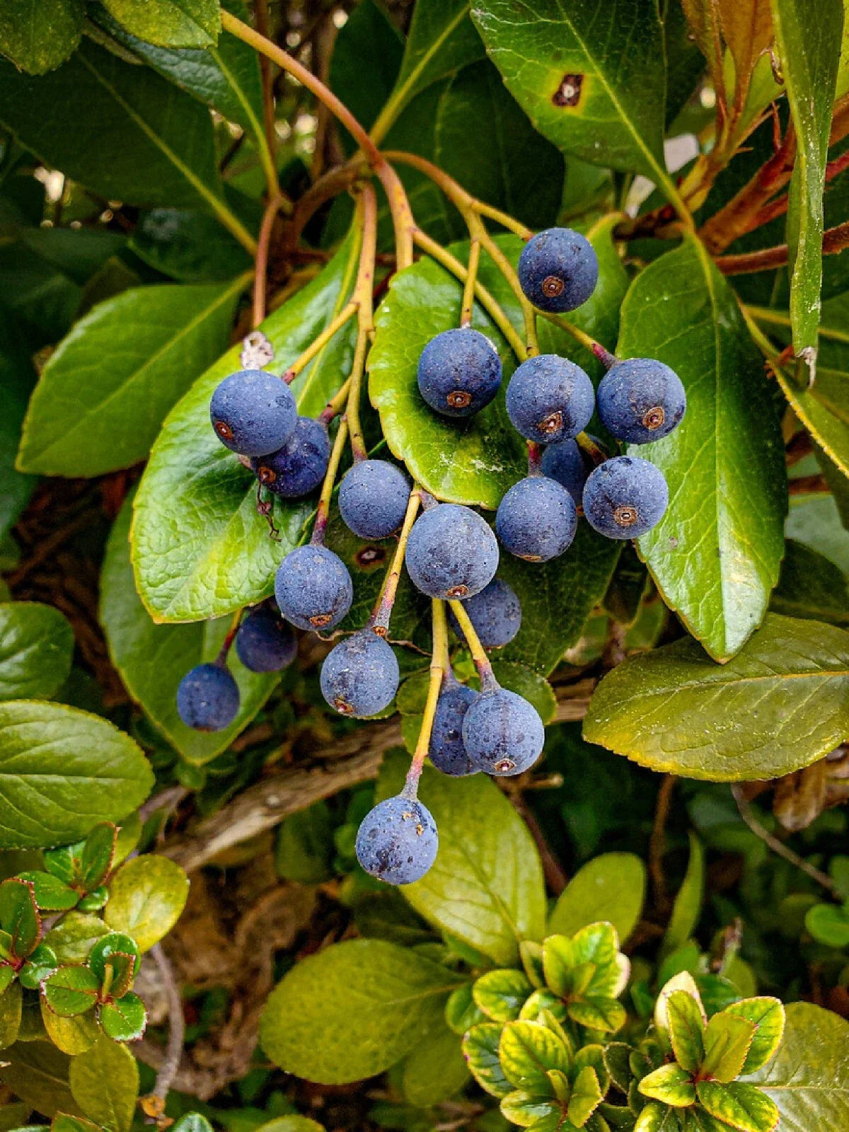Blueberry Hawthorn Seeds - 10+ Crataegus brachyacantha Edible Fruit Shrub for Garden, Landscape, Wildlife Attraction