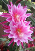 Epiphyllum Orchid Cactus Cutting - Grace Ann Variety - Indoor Tropical Houseplant - Epiphyllum spp.