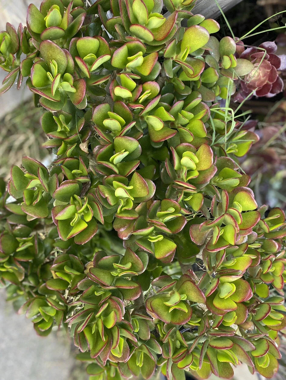 Jade Plant Cuttings 5 Pack – Crassula ovata Succulent for Indoor Gardening, Green, 3-5 Inches