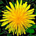 Organic Dandelion Seeds for Microgreens & Salads - Taraxacum officinale - 1000+ Seeds for Perennial Herb Gardening