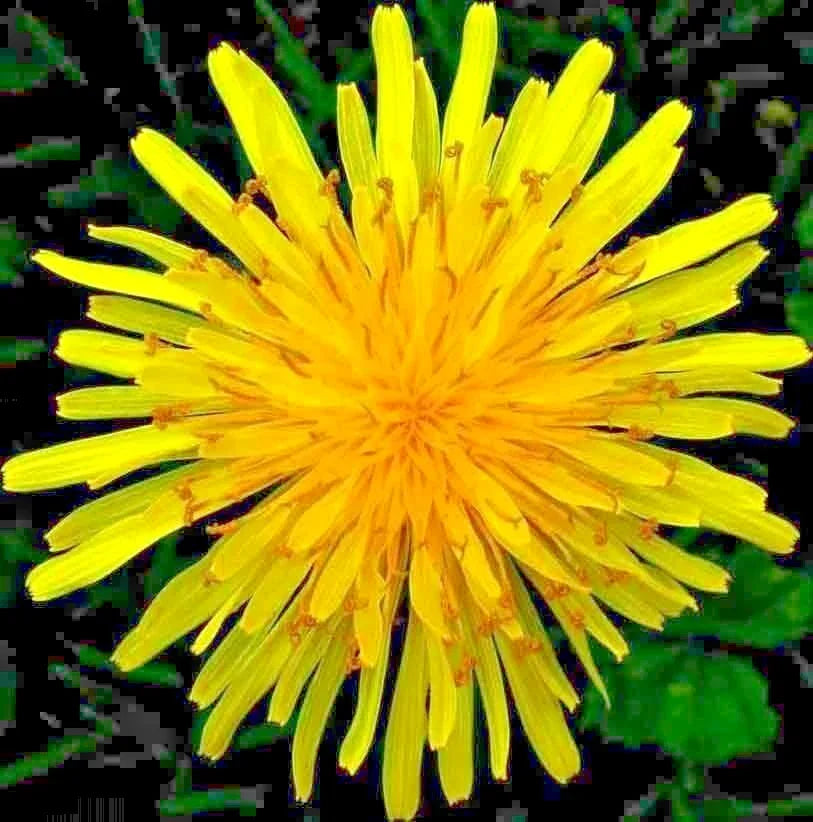 Organic Dandelion Seeds for Microgreens & Salads - Taraxacum officinale - 1000+ Seeds for Perennial Herb Gardening