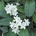 Madagascar Jasmine Starter Plant - Small Rooted Stephanotis with Fragrant Flowers