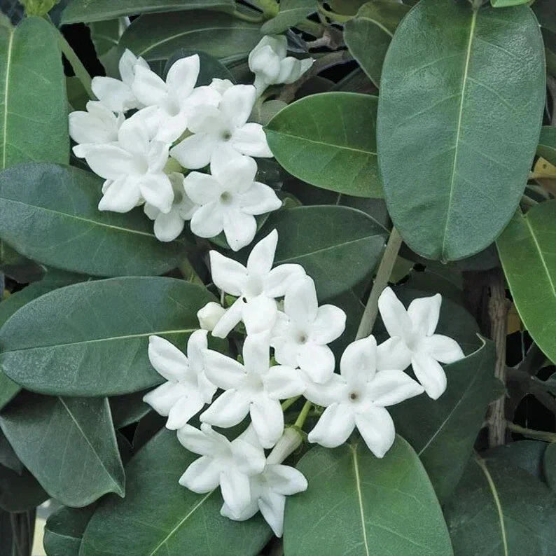 Madagascar Jasmine Starter Plant - Small Rooted Stephanotis with Fragrant Flowers