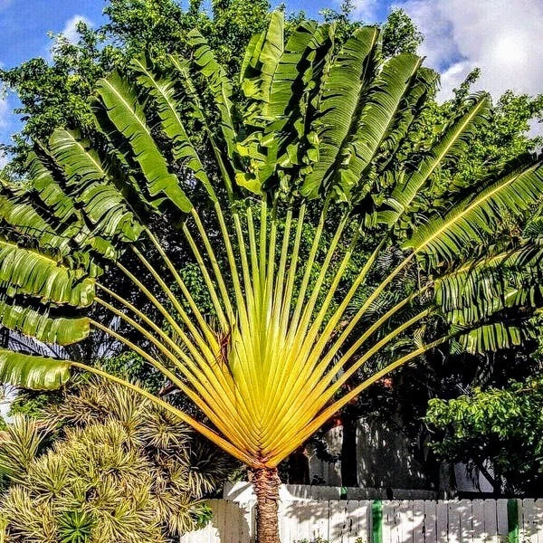 Traveler Palm Live Plants - 10-Pack Ravenea rivularis Tropical Indoor Garden Decor