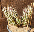 Grusonia Clavata Club Cholla Cactus Cutting - Live Plant Segment for Drought-Tolerant Succulent Garden