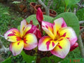 Plumeria Seeds 5 Pack - Pink White Yellow Frangipani Hawaiian Flowers - Perennial Tropical Plant Seeds