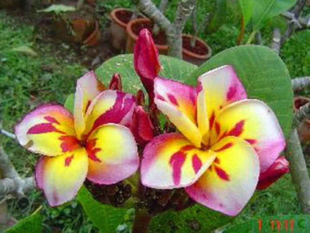 Plumeria Seeds 5 Pack - Pink White Yellow Frangipani Hawaiian Flowers - Perennial Tropical Plant Seeds