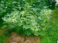 Fig Tree Cuttings 6 Pieces Dalmatie Variety Cold Resistant Ficus carica