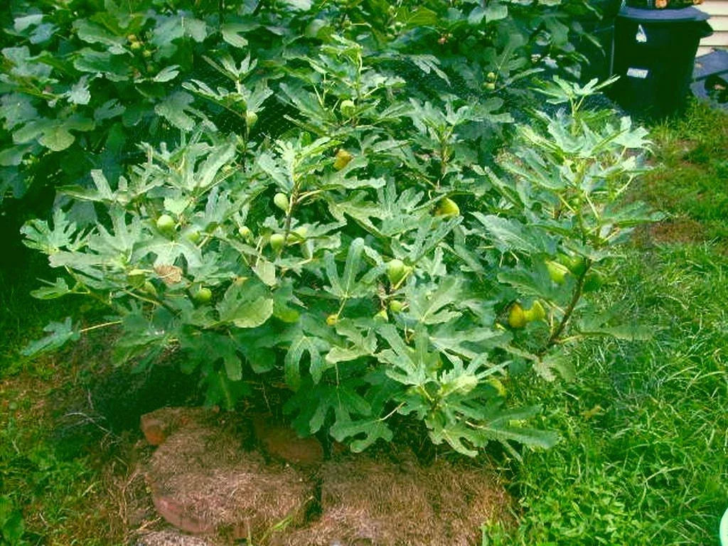 Fig Tree Cuttings 6 Pieces Dalmatie Variety Cold Resistant Ficus carica
