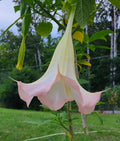 Angel's Trumpet Frosty Pink Cuttings - Brugmansia spp. - Rooted & Unrooted Options Available