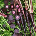 Black Nebula Carrot Seeds - Non-GMO Vegetable Seeds, Purple Color, Daucus carota, 150+ Seeds, Easy to Grow, USA Free Shipping