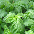 Heirloom Italian Large Leaf Basil Seeds – Non-GMO Herb, Ocimum basilicum, 500+ Seeds for Organic Gardening