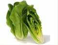 Parris Island Romaine Seeds - Heirloom Lettuce, Non-GMO, Easy to Grow, Lactuca sativa, 100 Pack, Fresh Salad Greens, USA Free Shipping