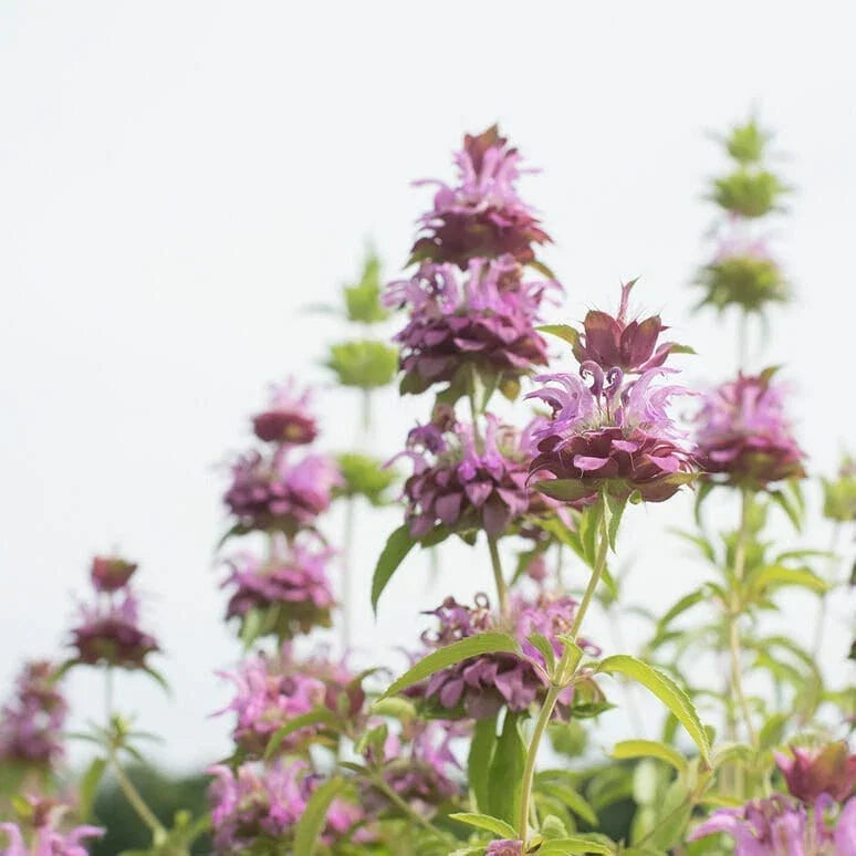 Lemon Mint Seeds Non-GMO Culinary Herb Mentha × piperita 'Citrata' Pack of Seeds