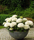 White Hydrangea Seeds - Perennial Flower Seeds for Garden, Hydrangea macrophylla, Easy to Grow, Full Sun to Partial Shade
