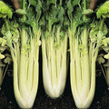 Golden Pascal Celery Seeds - Heirloom Non-GMO Organic Seeds for Home Gardening - Apium graveolens