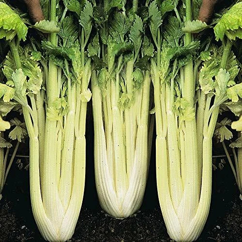 Golden Pascal Celery Seeds - Heirloom Non-GMO Organic Seeds for Home Gardening - Apium graveolens
