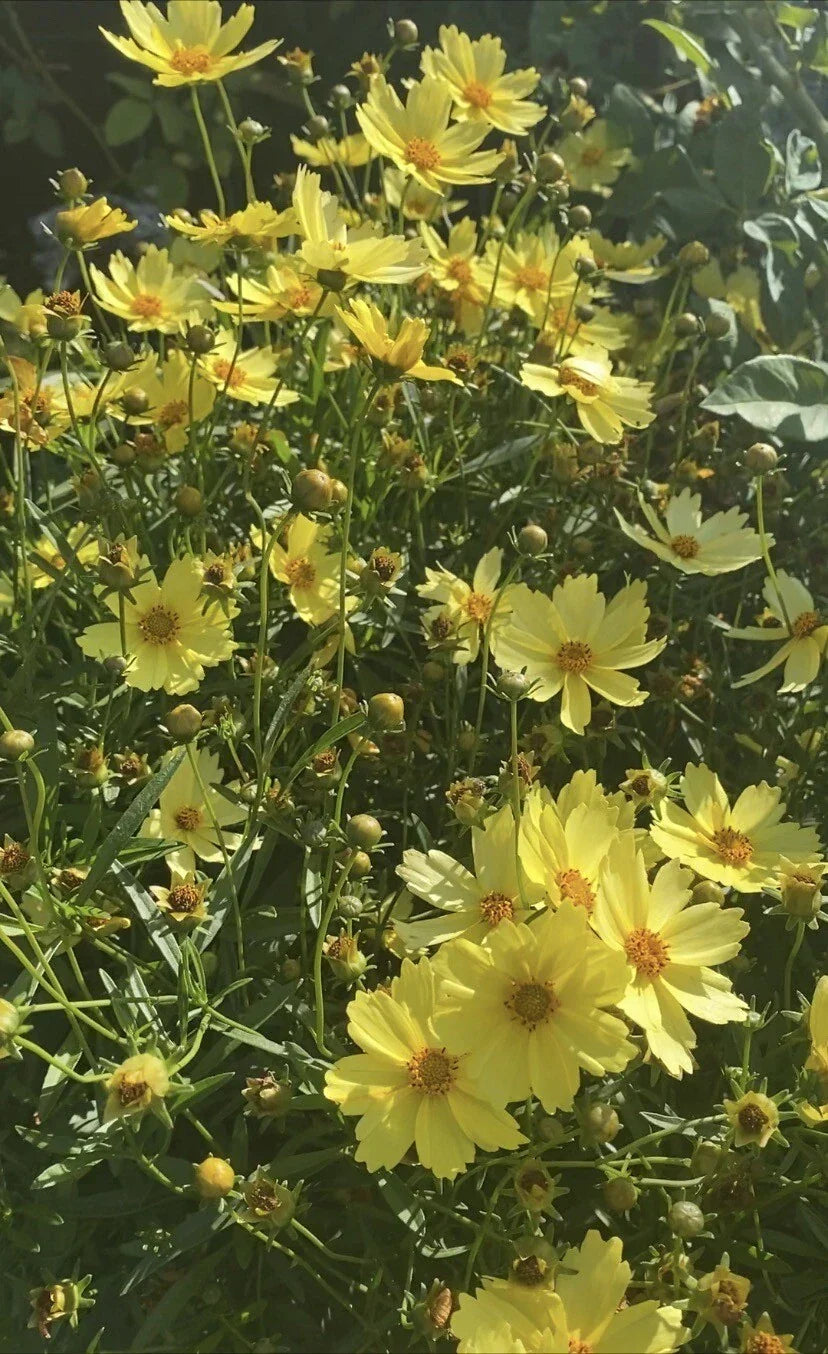 Live Perennial Plant - Big Bang™ Full Moon Yellow Blossom - 3-Year-Old Hibiscus rosa-sinensis for Garden, Border, Container