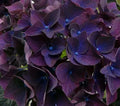 Deep Purple Hydrangea Seeds - Hydrangea macrophylla - Perennial Flower Seeds for Garden, Borders, Containers