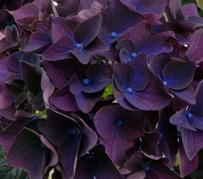 Deep Purple Hydrangea Seeds - Hydrangea macrophylla - Perennial Flower Seeds for Garden, Borders, Containers