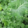 Siberian Kale Seeds - Heirloom Brassica oleracea var. sabellica - Non-GMO, Cold Tolerant, High Yield, 100 Seeds