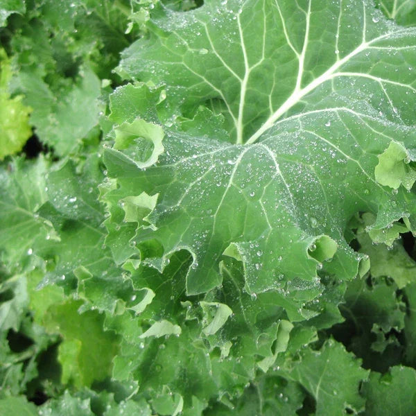 Siberian Kale Seeds - Heirloom Brassica oleracea var. sabellica - Non-GMO, Cold Tolerant, High Yield, 100 Seeds
