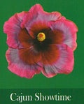 Rooted Tropical Hibiscus Starter Plant - Cajun Showtime, Hibiscus rosa-sinensis, Bare Root, Vibrant Flowers