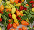 Cascabella Hot Pepper Seeds - 25+ Packets, Capsicum annuum, Medium Heat, Garden Planting, USA, Non-GMO, Full Sun