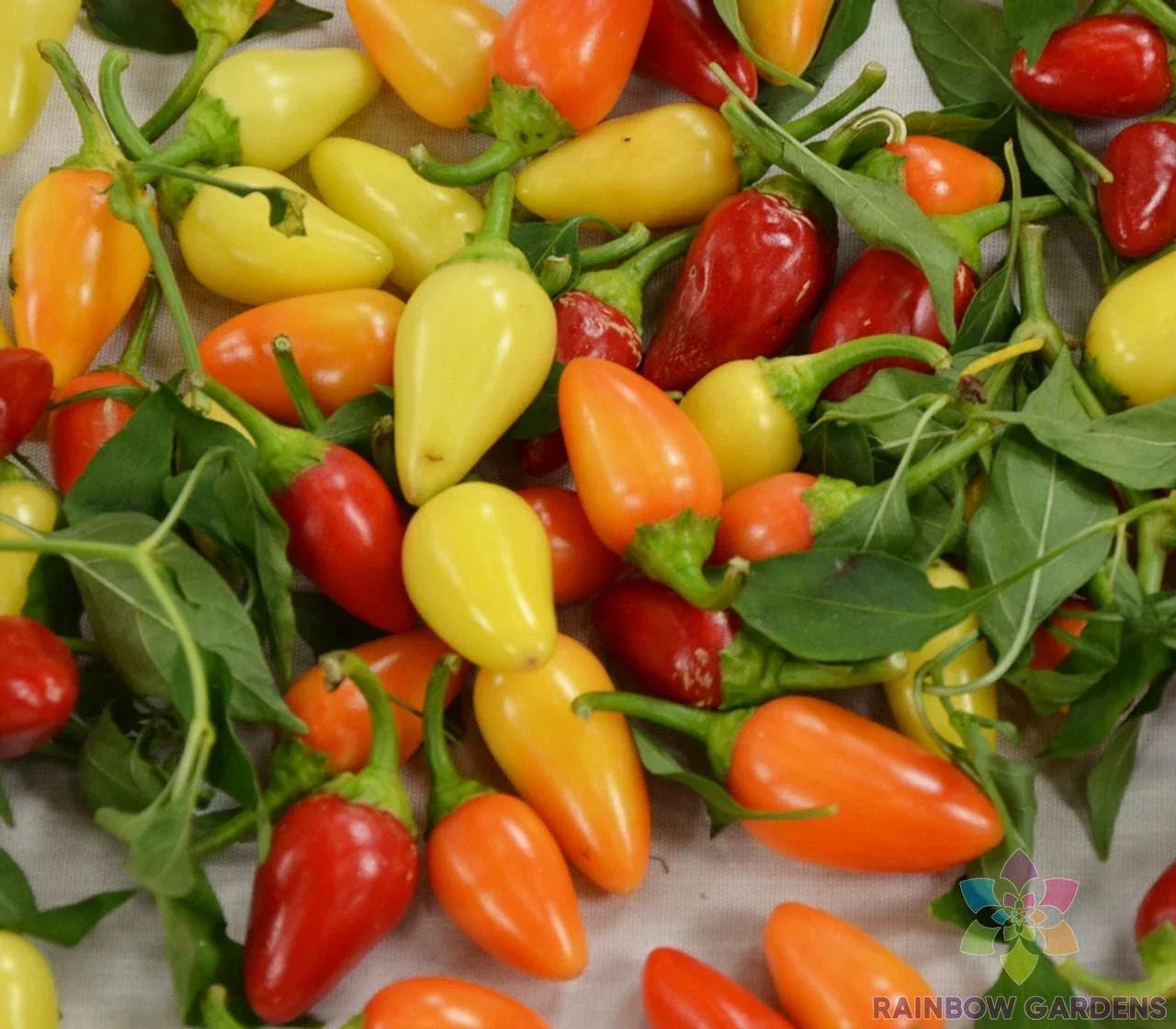 Cascabella Hot Pepper Seeds - 25+ Packets, Capsicum annuum, Medium Heat, Garden Planting, USA, Non-GMO, Full Sun