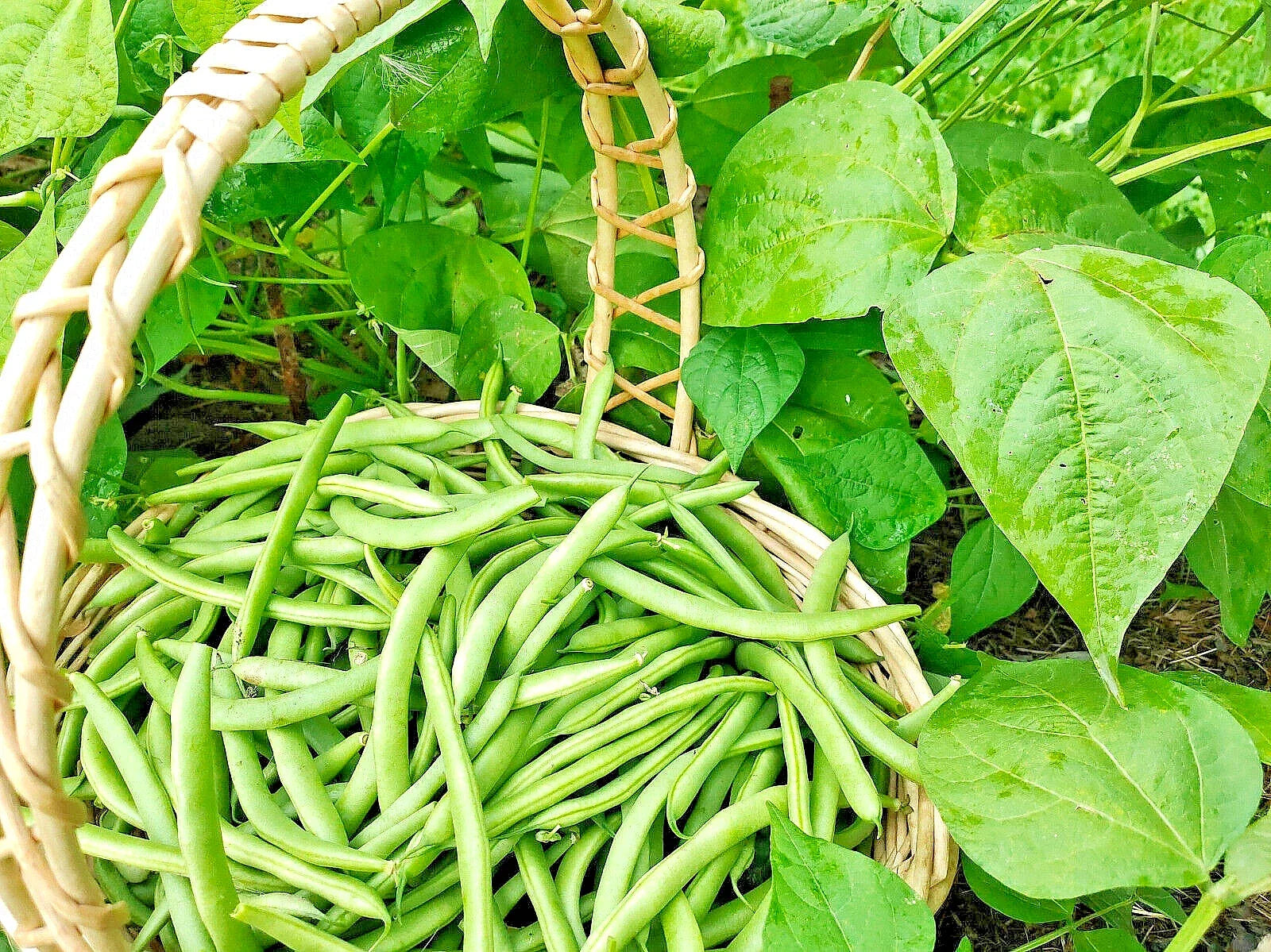 Green Bean Seeds Bulk – Jade Bush Bean, Non-GMO, Phaseolus vulgaris, 100 Seeds for Home Garden, Fast-Growing, USA Seller