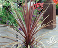 Dracaena Spikes Seeds - 25 Pack - Indoor/Outdoor Garden Plant - Dracaena marginata Seeds for Landscaping and Gardening