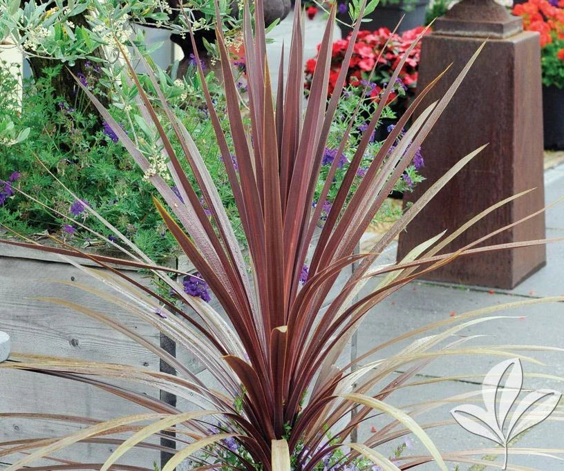 Dracaena Spikes Seeds - 25 Pack - Indoor/Outdoor Garden Plant - Dracaena marginata Seeds for Landscaping and Gardening