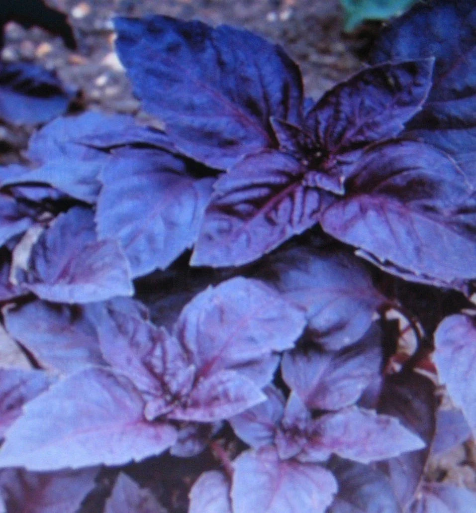 Dark Opal Basil Seeds - 100 Gourmet Culinary Seeds, Ocimum basilicum, Purple Leaf, Aromatic, Non-GMO, Indoor & Garden Growing