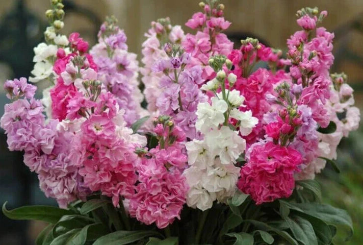 Stock Flower Seeds - Colorful Matthiola incana Annual Seeds - 25 Pack for Borders, Containers & Cut Flowers