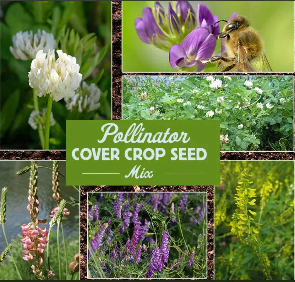 Pollinator Cover Crop Mix - 1200 Non-GMO Wildflower Seeds for Bees & Butterflies - Ground Cover & Biodiversity Enhancement