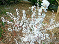 Dwarf Nanking Cherry Cuttings - 10 Unrooted Semi-Hardwood Prunus Tomentosa Shrub for Propagation and Landscaping