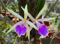 Brassocattleya Nok Noi Nodosa Orchid Plant - Fragrant Blooming 4” Orchid