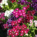 Phlox Seeds - 200 Heirloom TWINKLE MIX - Fringed Petals, Non-GMO, Colorful Garden Flowers, Phlox drummondii