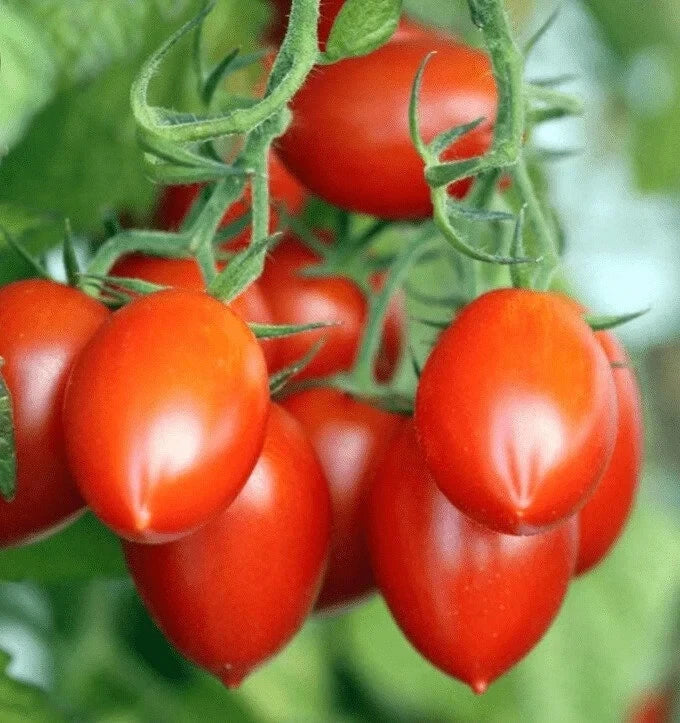 Organic Roma Tomato Seeds - 100 Count, Solanum lycopersicum, Perfect for Home Gardens & Canning