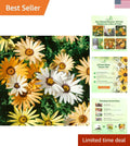 Heirloom African Daisy Seeds - 1/4 lb, Bright Colorful Blooms, Easy-to-Grow Annuals for Borders & Containers, Arctotis spp.