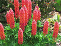 Red Arrow Lupine Seeds - 25+ Pack for Garden Planting, Lupinus polyphyllus, Perennial, Red Flowers, Attracts Pollinators