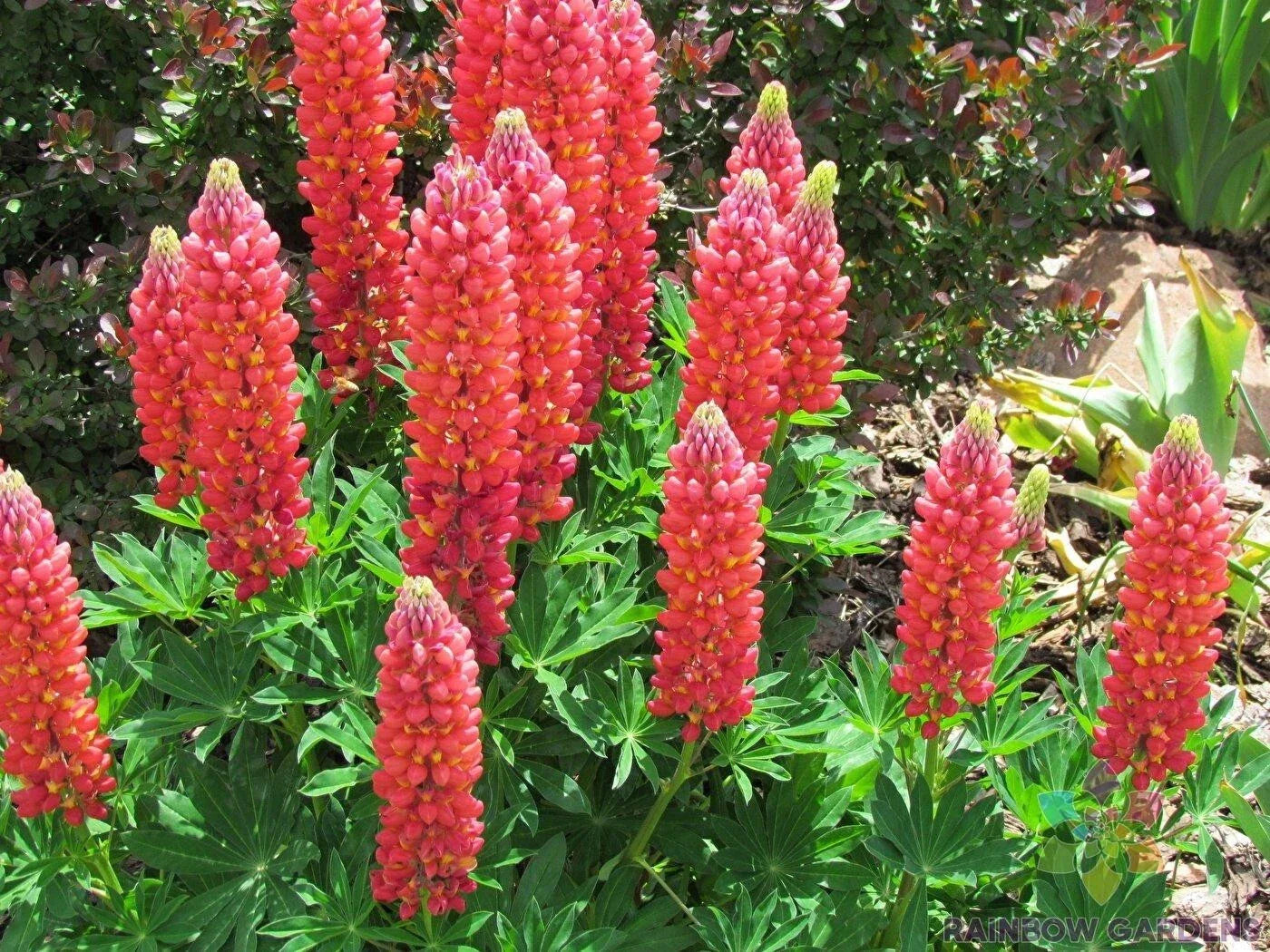 Red Arrow Lupine Seeds - 25+ Pack for Garden Planting, Lupinus polyphyllus, Perennial, Red Flowers, Attracts Pollinators