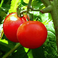 Tomato Seeds - 100 Pack - Bonny Best Scarlet Heirloom - Lycopersicon esculentum - Canning & Slicing Bright Red Fruits